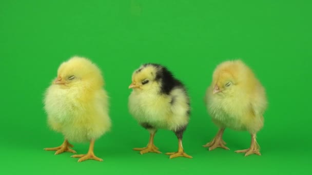 Mały Żółty Kurczak Zielonym Ekranie — Wideo stockowe