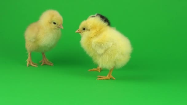 Poco Pollo Amarillo Una Pantalla Verde — Vídeo de stock