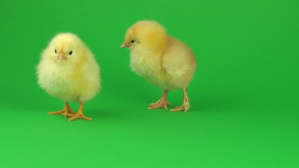 Kleines Gelbes Huhn Auf Grünem Bildschirm — Stockvideo