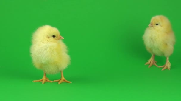 Little Yellow Chicken Green Screen — Stock Video