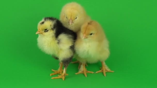 Poco Pollo Amarillo Una Pantalla Verde — Vídeo de stock