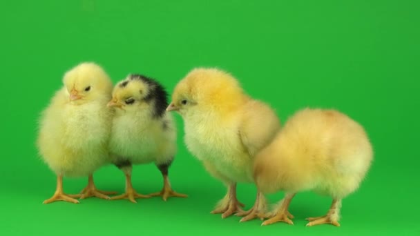 Little Yellow Chicken Green Screen — Stock Video