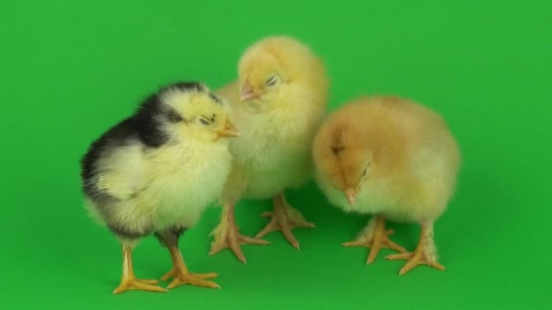 Kleine Gele Kip Een Groen Scherm — Stockvideo