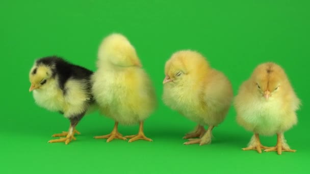 Kleines Gelbes Huhn Auf Grünem Bildschirm — Stockvideo