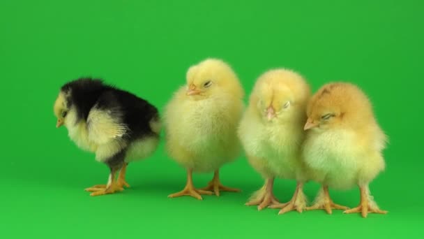 Little Yellow Chicken Green Screen — Stock Video