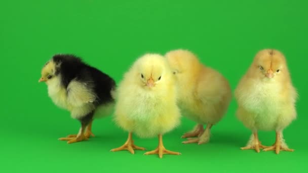 緑色の画面上の小さな黄色の鶏 — ストック動画