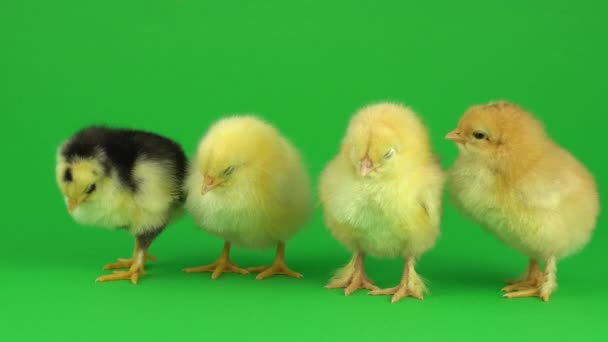 Маленький Желтый Цыпленок Зеленом Экране — стоковое видео