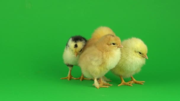 Kleine Gele Kip Een Groen Scherm — Stockvideo