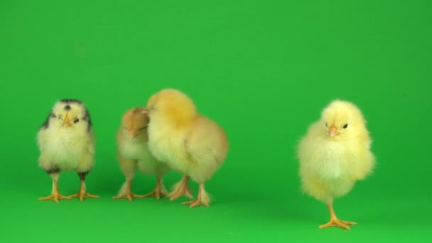 Poco Pollo Amarillo Una Pantalla Verde — Vídeo de stock