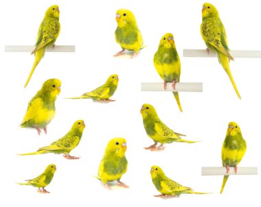 Beyaz arka plan üzerinde izole dalgalı papağan sarı yeşil