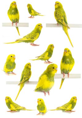 Beyaz arka plan üzerinde izole dalgalı papağan sarı yeşil