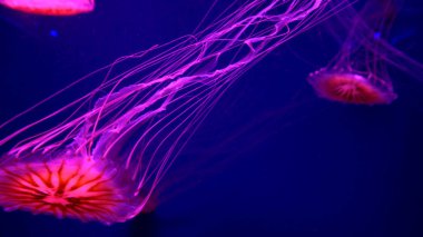 Güzel denizanası su neon ışıklar boyunca hareket