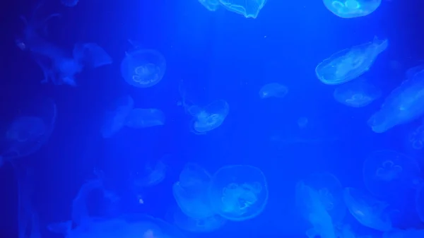 Beautiful jellyfish moving through the water neon lights