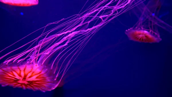 Hermosas Medusas Moviéndose Través Las Luces Neón Agua — Foto de Stock