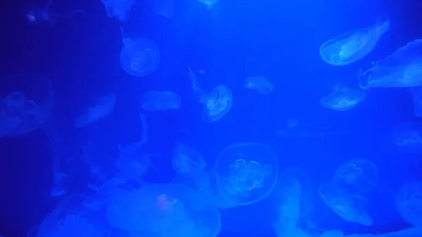 Красивые Медузы Движутся Сквозь Неоновые Огни Воды — стоковое фото