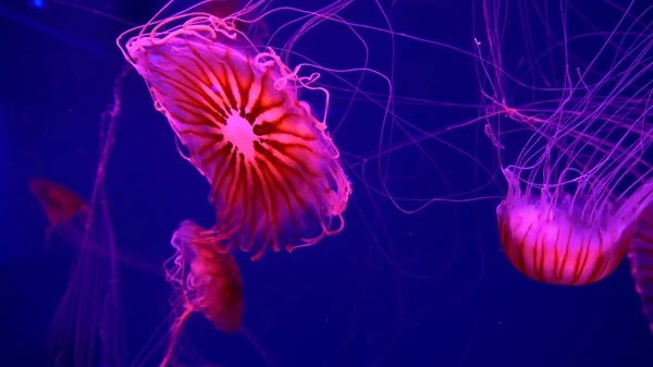 Hermosas Medusas Moviéndose Través Las Luces Neón Agua — Foto de Stock