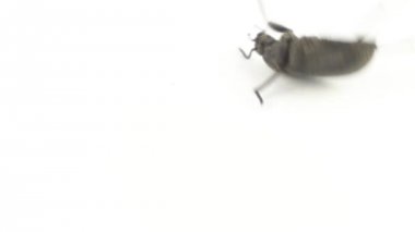 Beyaz bir arka plan üzerinde böcek