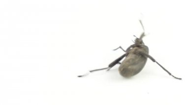 Beyaz bir arka plan üzerinde böcek