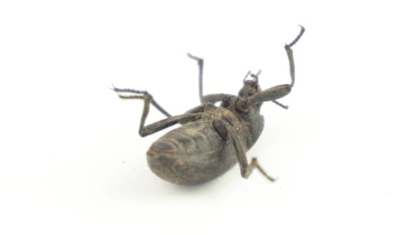 Käfer Auf Weißem Hintergrund — Stockvideo