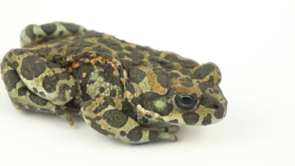 Grenouille Crapaud Vert Sur Fond Blanc — Video