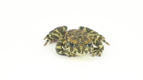 Beyaz Arkaplanda Kurbağa Yeşili — Stok video