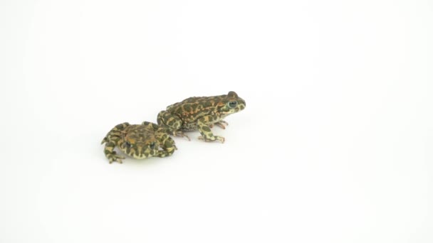 Grenouille Crapaud Vert Sur Fond Blanc — Video