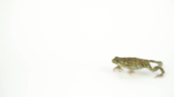 Grenouille Crapaud Vert Sur Fond Blanc — Video