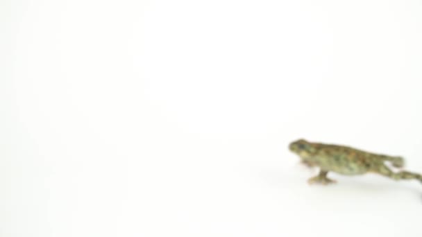 Grenouille Crapaud Vert Sur Fond Blanc — Video