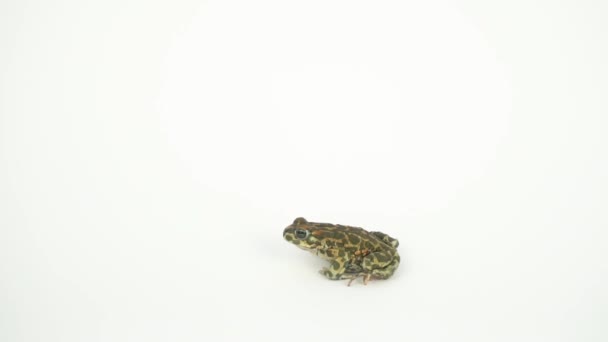 Grenouille Crapaud Vert Sur Fond Blanc — Video