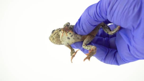 白色背景的青蛙蛤蟆绿色 — 图库视频影像