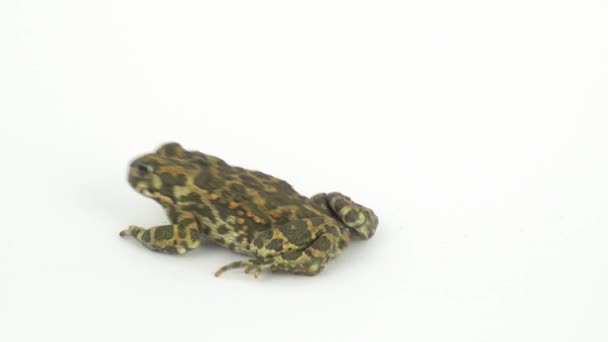 Beyaz Arkaplanda Kurbağa Yeşili — Stok video
