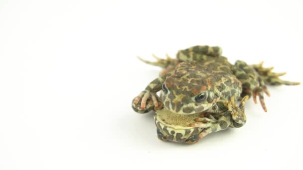 Βάτραχος Βάτραχος Πράσινο Λευκό Φόντο — Αρχείο Βίντεο