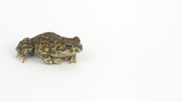 Grenouille Crapaud Vert Sur Fond Blanc — Video