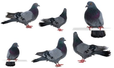 Güvercin gri kuşu beyaz arkaplanda izole edildi