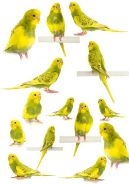 Beyaz arka plan üzerinde izole dalgalı papağan sarı yeşil