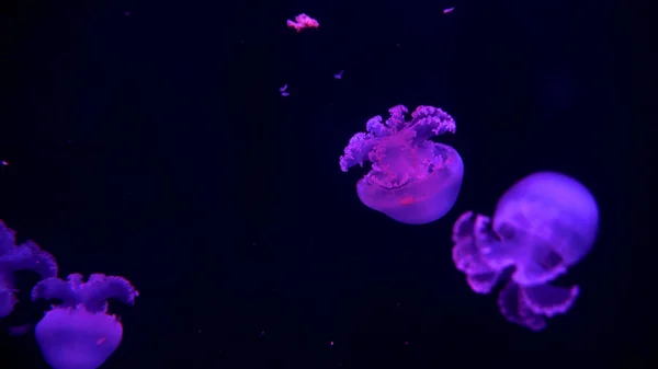 Hermosas Medusas Moviéndose Través Las Luces Neón Agua — Foto de Stock