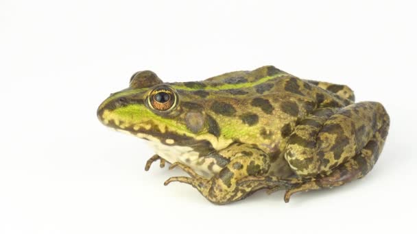 Frog Toad Green White Background — Stock Video