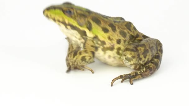 Grenouille Crapaud Vert Sur Fond Blanc — Video