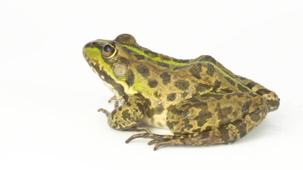 Grenouille Crapaud Vert Sur Fond Blanc — Video