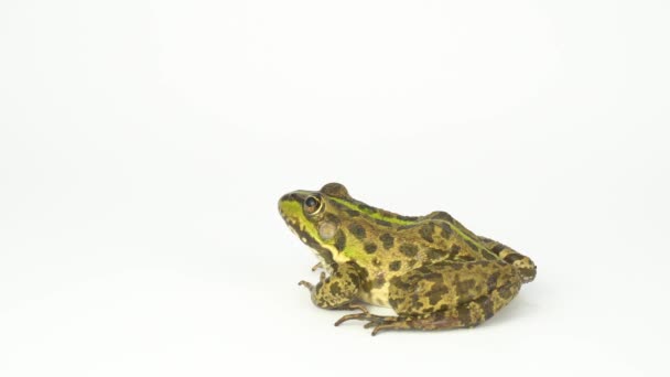 Frog Toad Green White Background — Stock Video