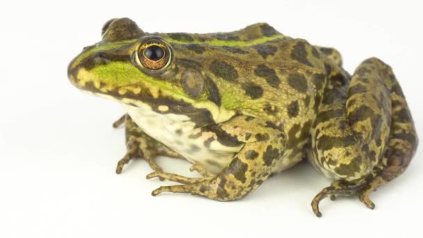 Sapo Rana Verde Sobre Fondo Blanco — Vídeos de Stock