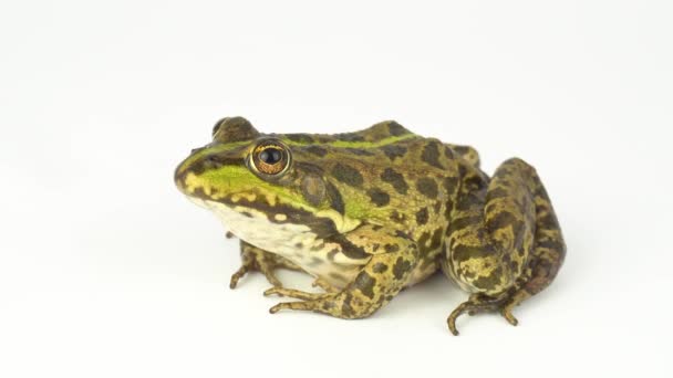 Frog Toad Green White Background — Stock Video