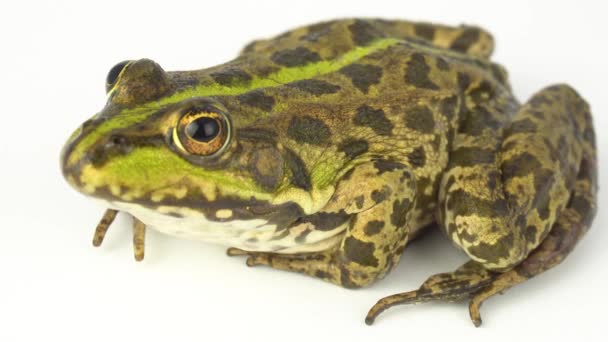 Grenouille Crapaud Vert Sur Fond Blanc — Video