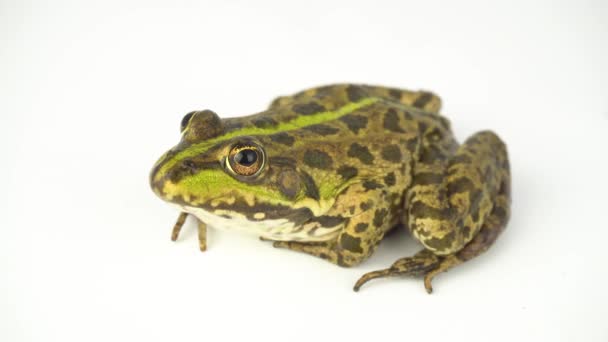 Sapo Rana Verde Sobre Fondo Blanco — Vídeos de Stock