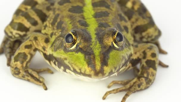 Grenouille Crapaud Vert Sur Fond Blanc — Video