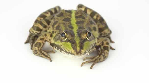 白色背景的青蛙蛤蟆绿色 — 图库视频影像