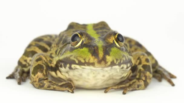 Grenouille Crapaud Vert Sur Fond Blanc — Video