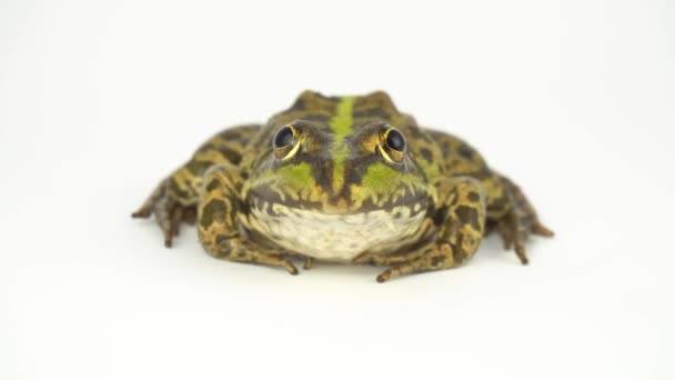 Froschkröte Grün Auf Weißem Hintergrund — Stockvideo