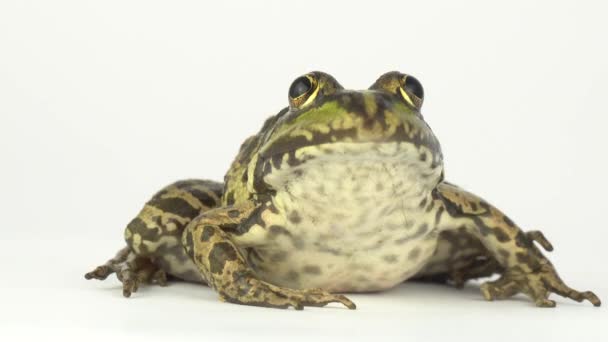 Grenouille Crapaud Vert Sur Fond Blanc — Video