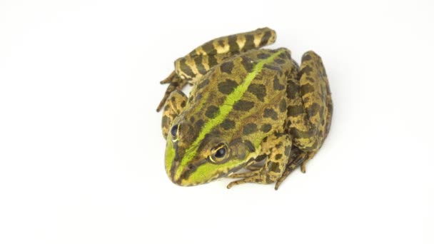 Frog Toad Green White Background — Stock Video